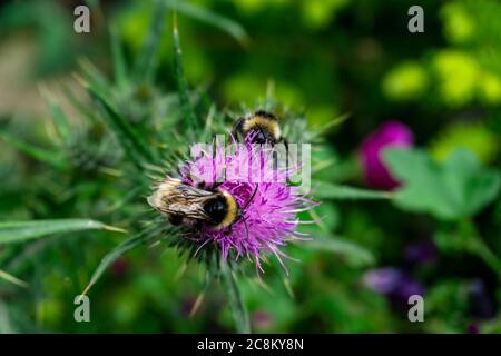 Deux bourdons partagent du pollen sur une plante d'Onopordum Tauricum. Banque D'Images