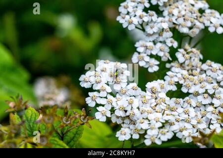 Un gros plan d'une mouche Bluebottle nourrissant sur le nectar d'un Achillea nobilis. Banque D'Images