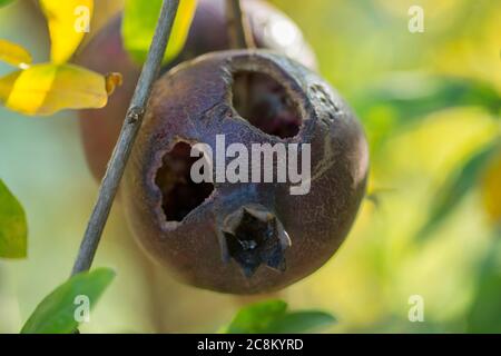 Grenadier (Punica granatum noir nigra) fruits, avec des trous, endommagé par les oiseaux Banque D'Images