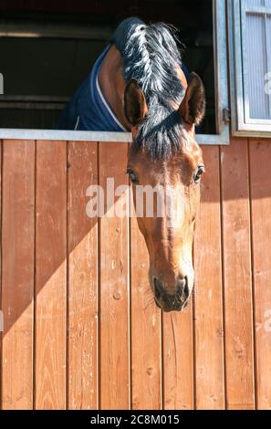 Portrait de cheval de châtaigne de race pure dans une fenêtre stable. Image estivale multicolore en plein air. Banque D'Images