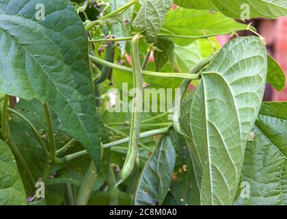 Gros plan de haricots verts poussant sur la vigne dans un jardin de cour. Banque D'Images