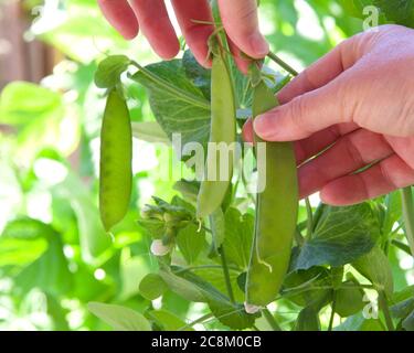 Pois mange-tout suspendus sur la vigne dans le jardin de l'arrière-cour, les mains cueillant des gousses de pois mûrs. Gros plan. Banque D'Images