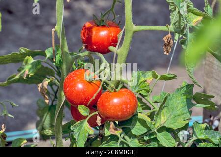 Belle tomate mûre sur une tige. Une tomate qui a mûri et qui sera cueillie pendant la journée. Banque D'Images