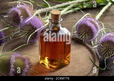 Une bouteille de teinture de plantes avec des fleurs sauvages de thé sur une table Banque D'Images