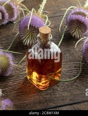 Une bouteille transparente de teinture de plantes avec des fleurs sauvages de thé Banque D'Images