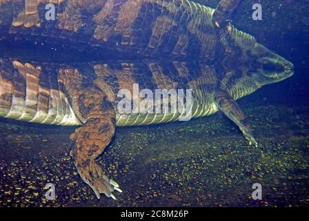 Réflexion sous-marine alligator Banque D'Images