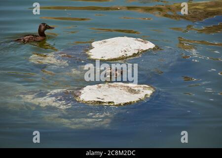 Deux canards nageant dans un lac à côté d'une pierre, solitaire, deux pierres Banque D'Images