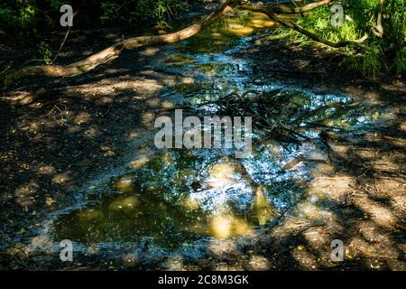 En regardant comment la nature peut être détruite par des facteurs naturels. Une photo abstraite qui se concentre sur l'eau boueuse subtile reflétant la forêt. Le soleil gla Banque D'Images