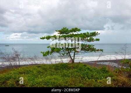 Un arbre d'amande de mer ou d'amande tropicale à l'ombre de la plage à Grenade, par une journée brumeuse. Banque D'Images