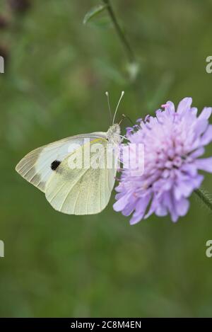 Grand papillon blanc (Pieris brassicae), également connu sous le nom de blanc de chou Banque D'Images