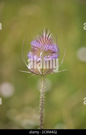 Tête de fleurs sauvage (Dipsacus fullonum) en croissance sur le bord d'un champ cultivé Banque D'Images