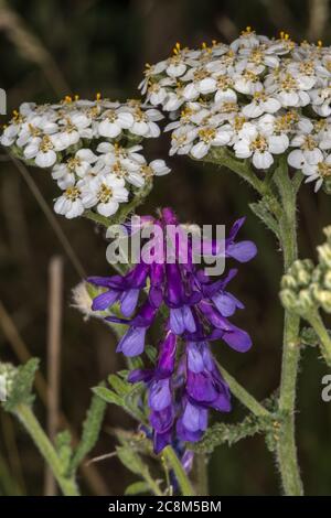 Fleurs violettes de vesce (Vicia villosa) Banque D'Images