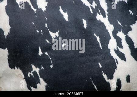 Gros plan sur la photo de Cow Hide Banque D'Images