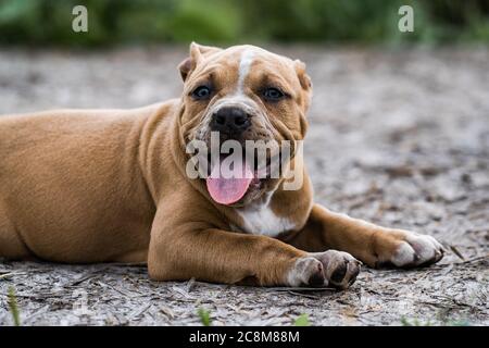 Chien américain Pit Bull Terrier, portrait sur la nature. Banque D'Images