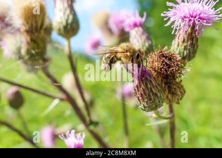 Une abeille est assise sur une fleur et recueille le miel et le pollen Banque D'Images