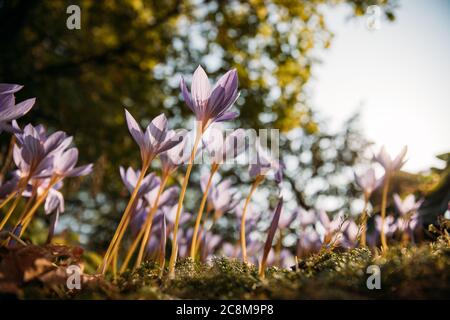 Jardinage, plantation concept. Сlose haut de Colchicum Autumnale/ Crocus - fleur d'automne sur le terrain, arbre sur fond flou, vue de dessous. Banque D'Images