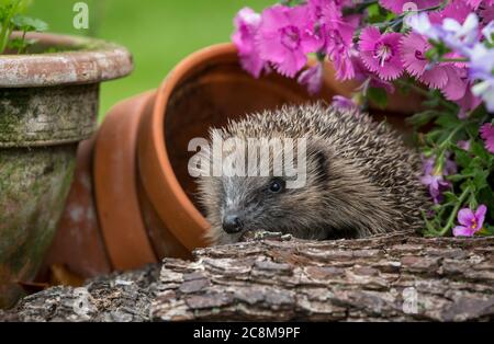 Hérisson, (nom scientifique ou latin : erinaceus Europaeus) le hérisson juvénile, sauvage, européen, dans un lit fleuri coloré d'été. Orienté vers la gauche. Banque D'Images