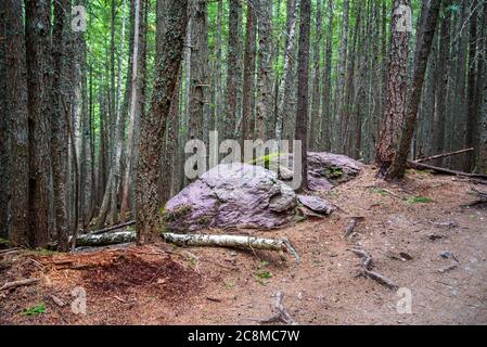 Rocher violet dans la forêt dans le parc national des Glaciers. Banque D'Images