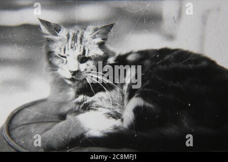 Fin Annees 70 Vintage Noir Et Blanc Style De Vie Photographie D Un Chat Tres Heureux Photo Stock Alamy