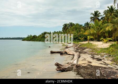 Driftwood sur Starfish Beach, Isla Colon, province de Bocas del Toro, Panama Banque D'Images