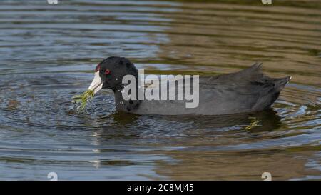 American Crat Eating végétation le long du lac Florida. Banque D'Images