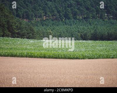 22 juillet 2020, Brandebourg, Bad Saarow/OT Neu-Golm : les feuilles vertes d'un champ de maïs planté entre le grain et un morceau de forêt brillent sous le soleil d'été. Photo: Soeren Stache/dpa-Zentralbild/ZB Banque D'Images