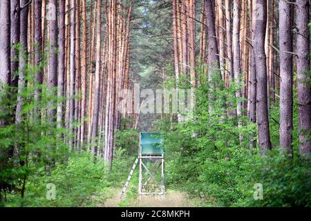 23 juillet 2020, Brandebourg, Grünheide/OT Störitz: Une cachette surélevée pour un forestier ou un chasseur se trouve dans un écart entre les rangées d'arbres. Photo: Soeren Stache/dpa-Zentralbild/ZB Banque D'Images