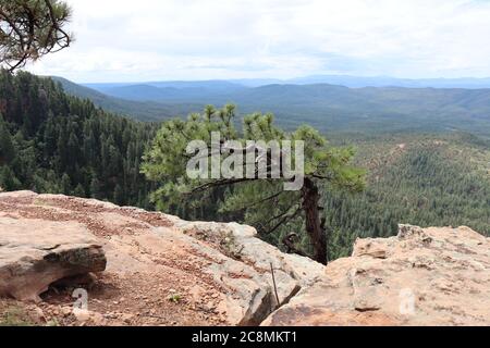 Un pin ponderosa isolé qui pousse le long du bord de Mogollon Rim dans le nord de l'Arizona. Banque D'Images