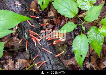 Groupe de champignons Stinkhorn élégants (Mutinus elegans) - Forêt nationale de Pisgah, Brevard, Caroline du Nord, États-Unis Banque D'Images