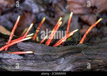 Groupe de champignons Stinkhorn élégants (Mutinus elegans) - Forêt nationale de Pisgah, Brevard, Caroline du Nord, États-Unis Banque D'Images