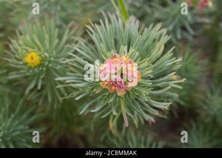 Euphorbia cyparissias, cyprès spheugge fleurs dans la forêt macro sélectif foyer Banque D'Images