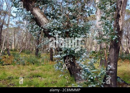 L'épicormique prend des pousses d'eucalyptus après 2020 feux de brousse à Ebor Falls, Nouvelle-Galles du Sud Banque D'Images