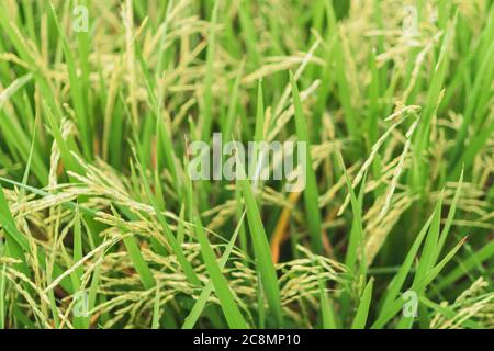 Riz frais de champ de riz avec fond vert nature abstrait. Banque D'Images