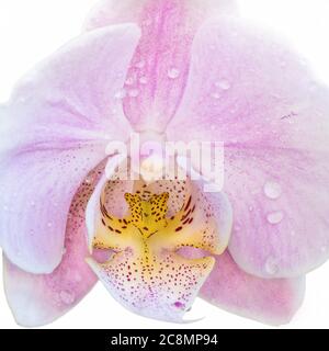 Belle fleur d'orchidée de phalaenopsis, violet clair, connue sous le nom de papillons en fleurs, sur fond blanc. Banque D'Images