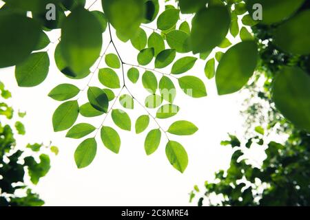 Feuilles vertes isolées sur blanc comme une bordure de nature panoramique ornée. Banque D'Images