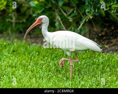 Sarasota, USA, 25 juillet 2020 - UN ibis blanc (Eudocimus albus) à la recherche de nourriture à Sarasota, Floride. Crédit: Enrique Shore/Alamy stock photo Banque D'Images