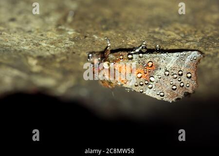 Herald Moth en hibernation hivernale Banque D'Images