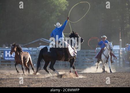 Les Cowboys participent à la compétition de roping en équipe au Kootenai River Stampede à Libby, Montana, le vendredi 24 juillet 2020. Le rodéo annuel a été organisé avec des mesures de sécurité supplémentaires en place en raison de la montée des cas de COVID-19 dans l'État. Banque D'Images