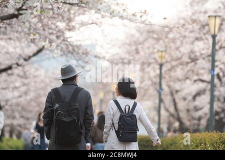 Photo floue de Hanami dans le jardin de sakura. Le festival populaire sakura matsuri pendant la saison de printemps. Les gens au japon vont généralement au parc et profiter de t Banque D'Images