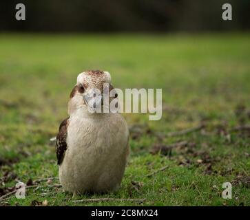 Un Kookaburra qui rit Banque D'Images