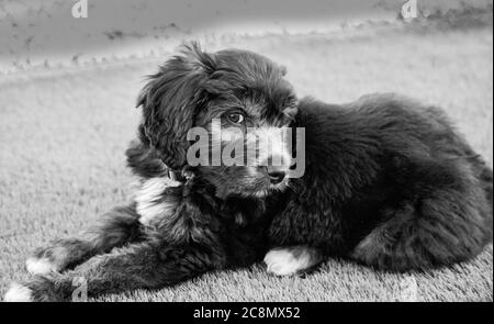 A Groodle Puppy - Golden Retriever et Labrador de la Croix du coolé Banque D'Images