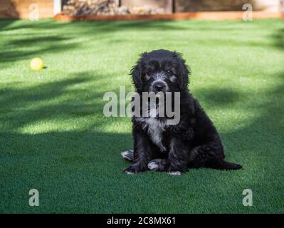 A Groodle Puppy - Golden Retriever et Labrador de la Croix du coolé Banque D'Images