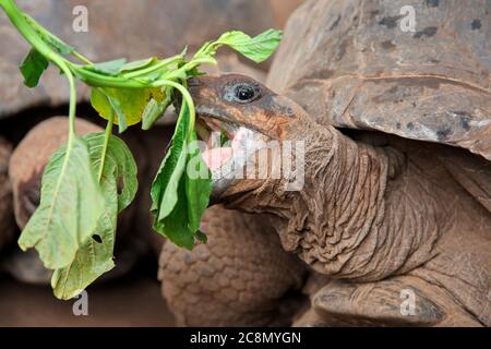 Portrait de Aldabra tortue géante (Aldabchelys gigantea) manger, Zanzibar Banque D'Images