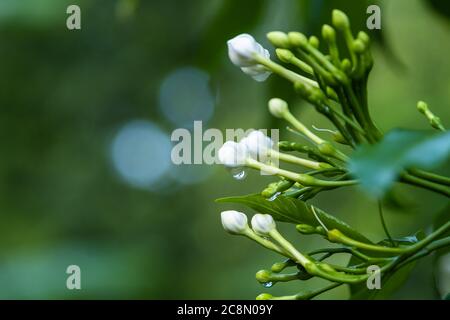 Les boutons de fleurs de Gerdenia Cape Jasmine dans le jardin Banque D'Images