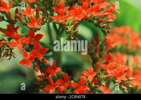 les fleurs rouges de kalanchoe fleurissent comme un symbole d'amour dans un parc, bengale occidental en inde Banque D'Images