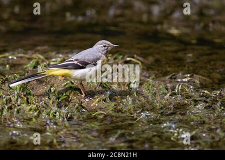 Bergeronnette, femme Banque D'Images