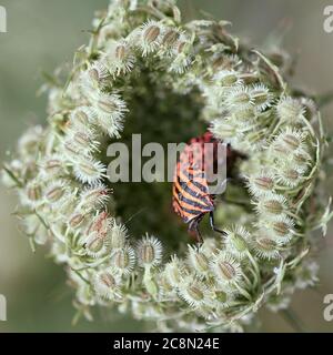 Insecte rayé italien ou insecte de la Minsrel (Graphosoma italicum) à l'intérieur de la plante de carotte sauvage (Daucus carota) Banque D'Images