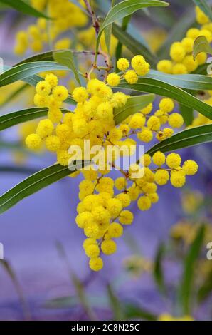 Fleurs et feuilles de la Zig Zag, une espèce indigène australienne, Acacia macradenia, famille des Fabaceae. Endémique au centre du Queensland, en Australie Banque D'Images