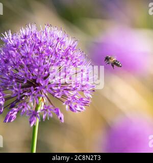 Allium hollandicum x sensation pourpre et abeille Banque D'Images
