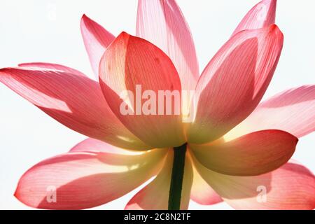 Fleur de Lotus isolée sur fond blanc, belle fleur rose de lotus qui fleurit dans l'étang avec fond blanc Banque D'Images